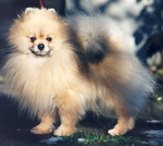Nalle